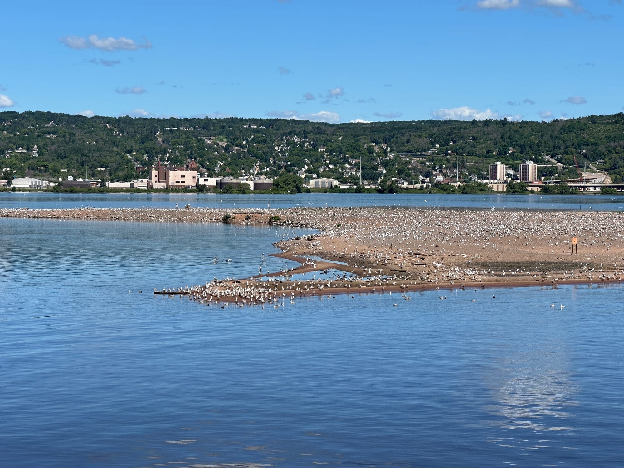 A small island made of sand is seen with many small birds on it. Water is visible in front, on the left side and behind the island. The hills of Duluth are in the background. 