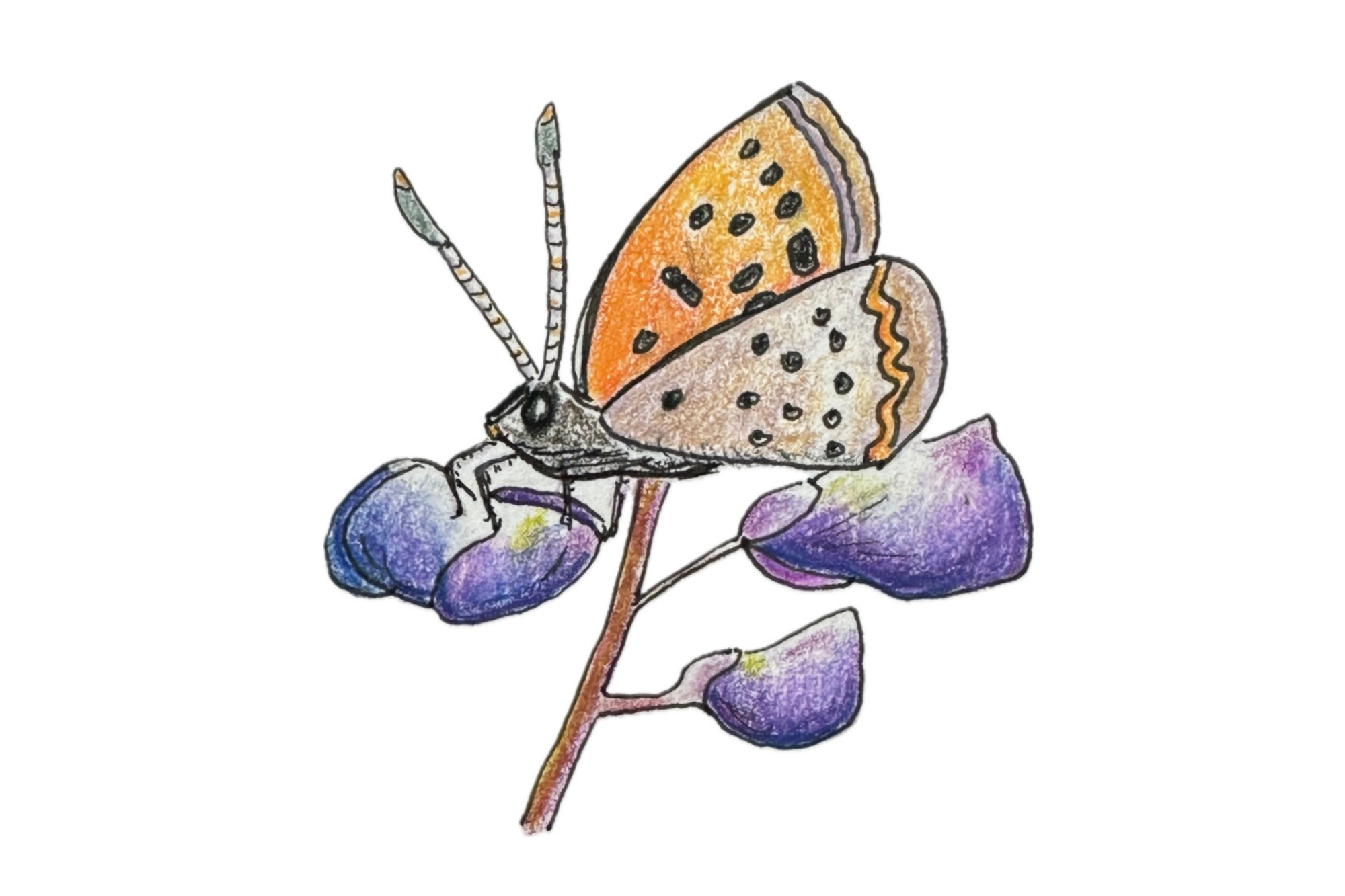 An illustration of sundial lupine is seen. The sundial lupine is brown with purple flowers. The butterfly has a black body with black and orange wings.
