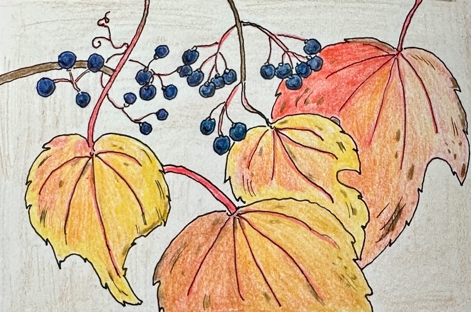Wild grapes are seen. They are dark blue in color alongside yellow and orange leaves.