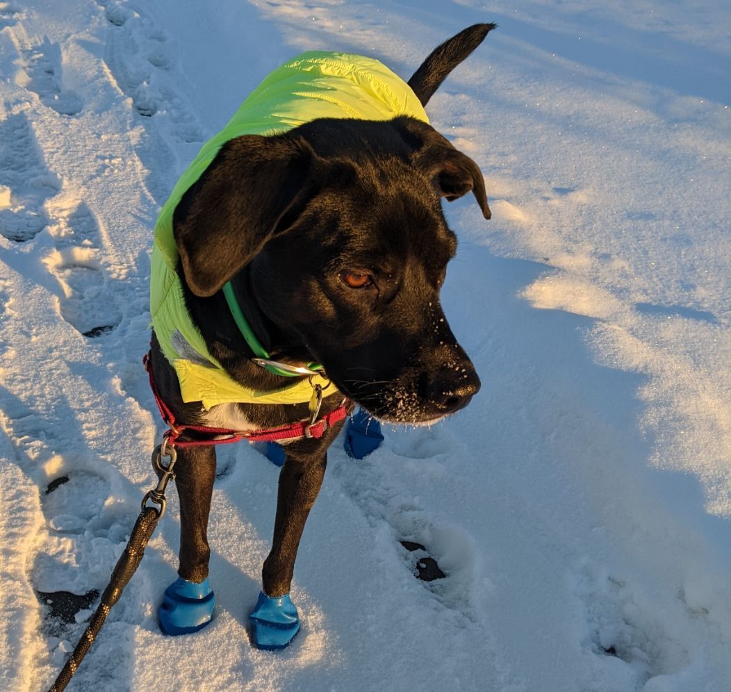 Freya,-lab-mix,-in-yellow-vest-and-blue-boots.-(Courtesy-of-Nora-Hertel)