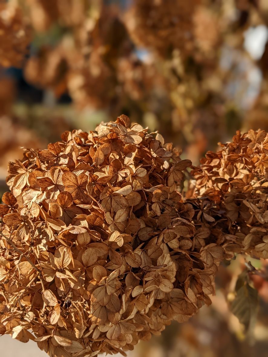 Dried-hydrangea-at-Linden-Hill-Historic-Estate-in-Little-Falls-on-Oct.-26,-2022.-