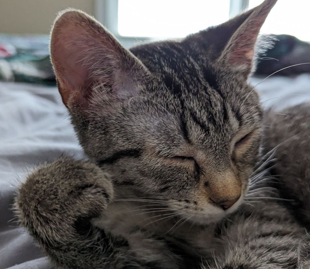 A black and white tabby kitten sleeps on a bed with her paw up by her face.