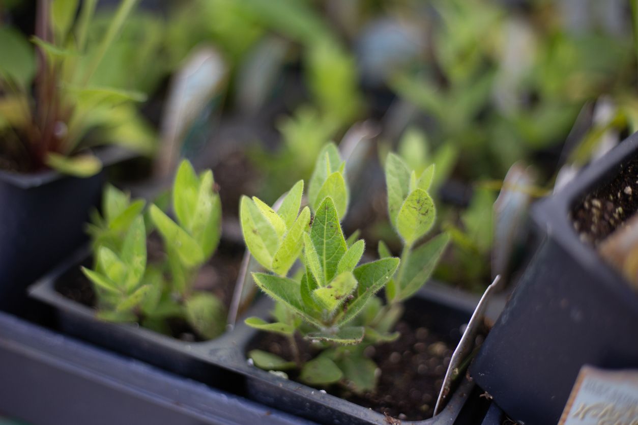 Photo of a small native Minnesota prairie plant awaiting planting for a restoration project in mid-2022.