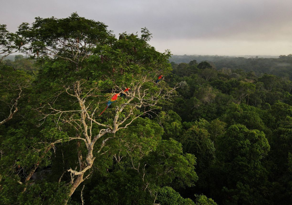 Macaws-sit-on-a-tree-at-the-Amazon-rainforest-in-Manaus,-Amazonas-State,-Brazil-October-26,-2022.-(REUTERS/Bruno-Kelly/File-Photo)