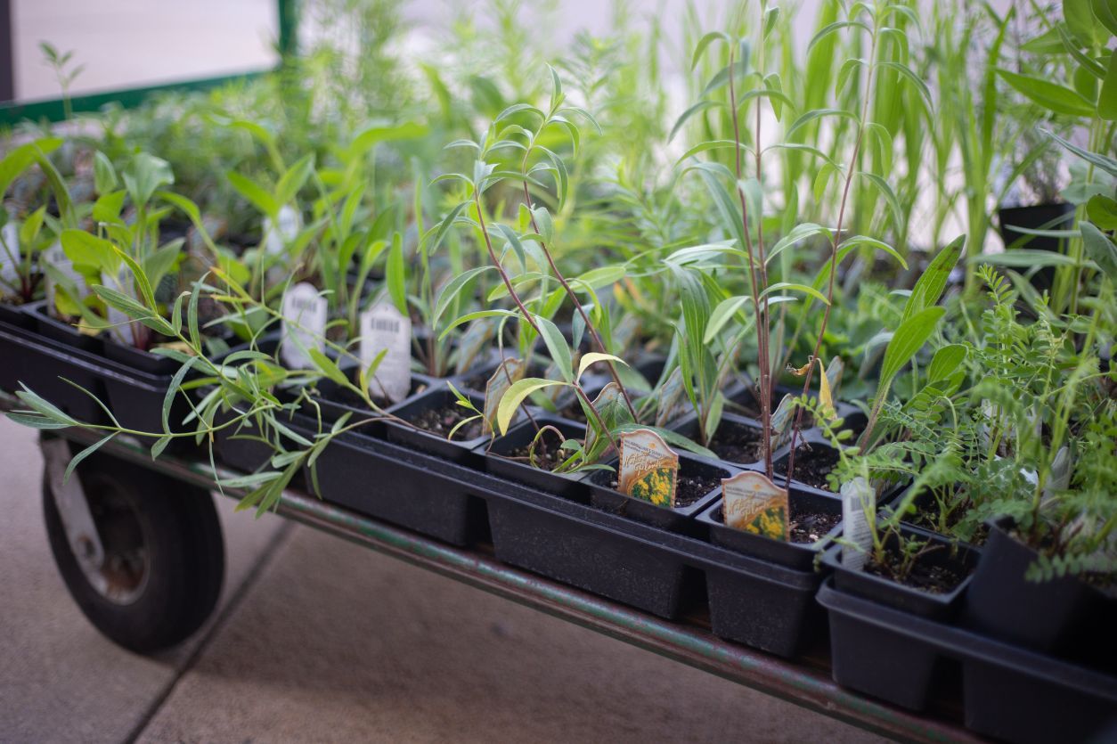 Sunflowers-(and-more)-ready-for-planting