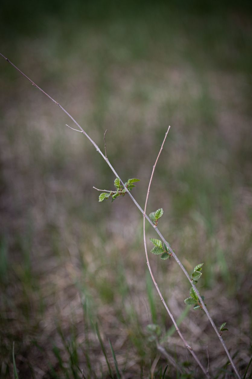 Siberian-elm