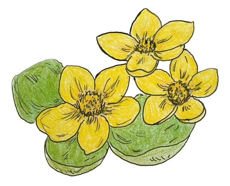 Drawing of a yellow marsh marigold with green leaves by Lisa Meyers McClintick