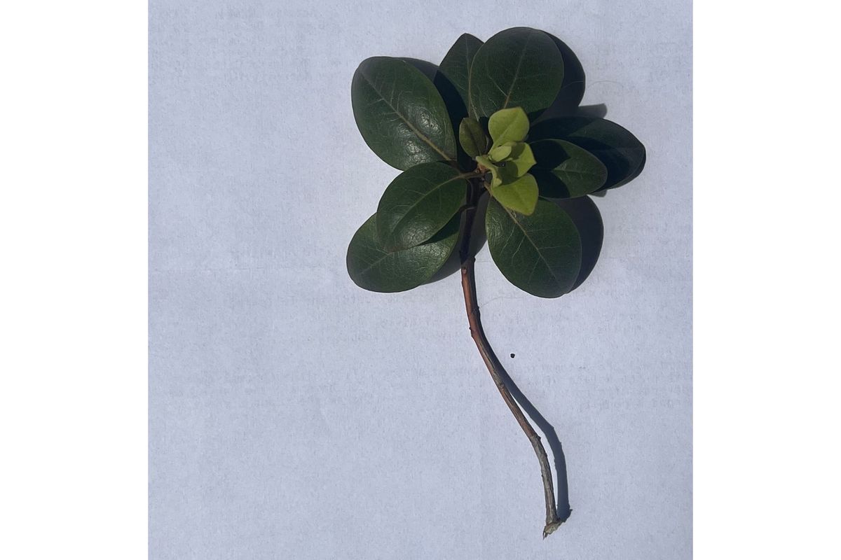 Dive into biophilia - the place where nature meets art - this summer