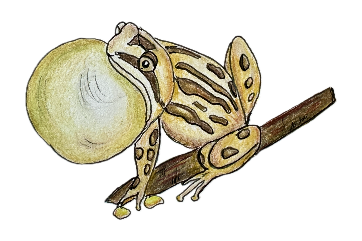 Drawn by Nature: Frog chorus signals healthy ecosystem