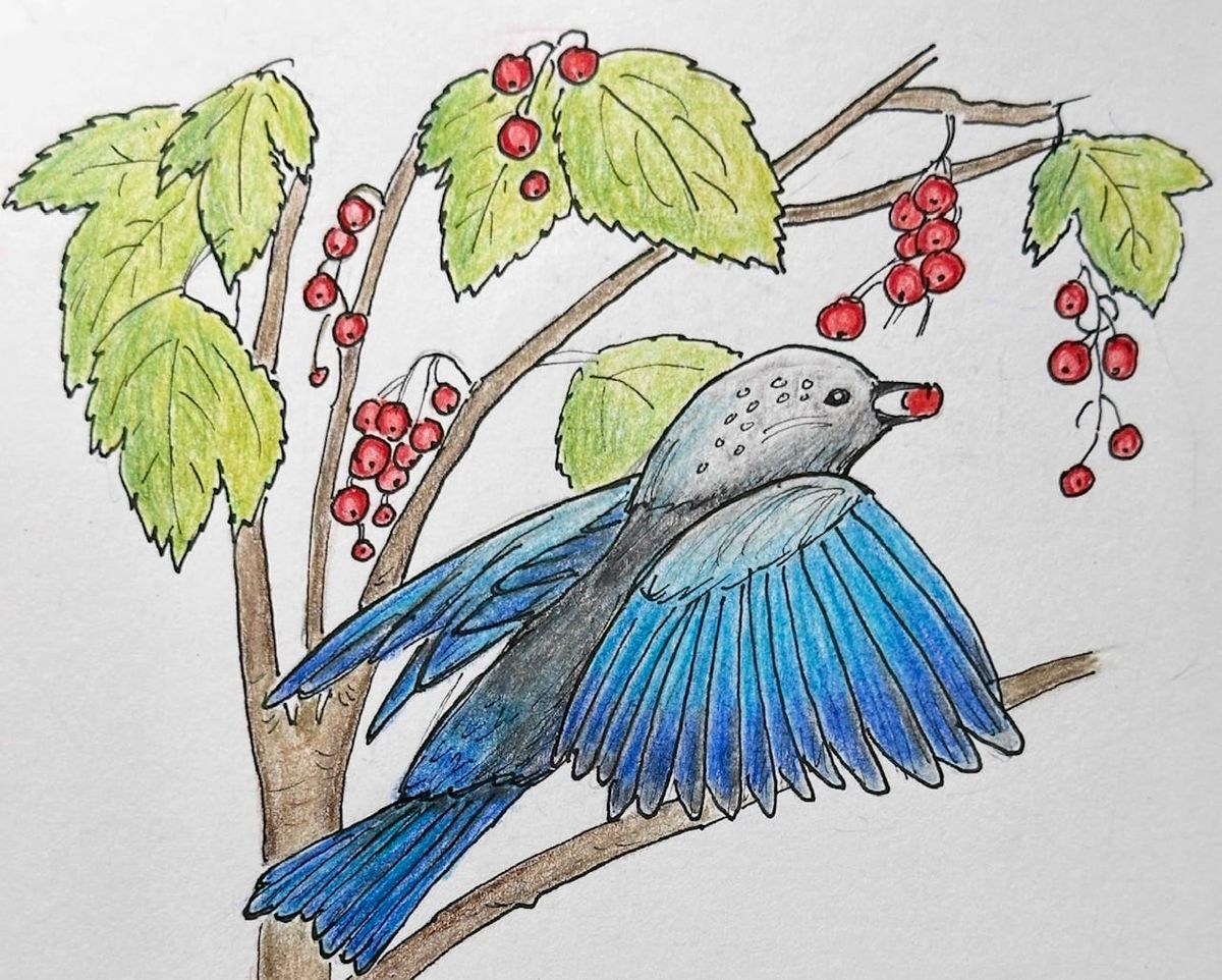 Drawn by Nature: Transform urban yards into wildlife habitats