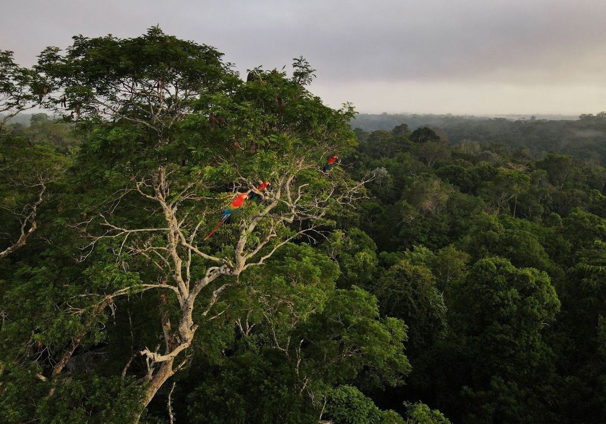 Community Voices ⎸ Policy, mapping and land management: Here’s how Indigenous groups can help the Amazon Rainforest survive