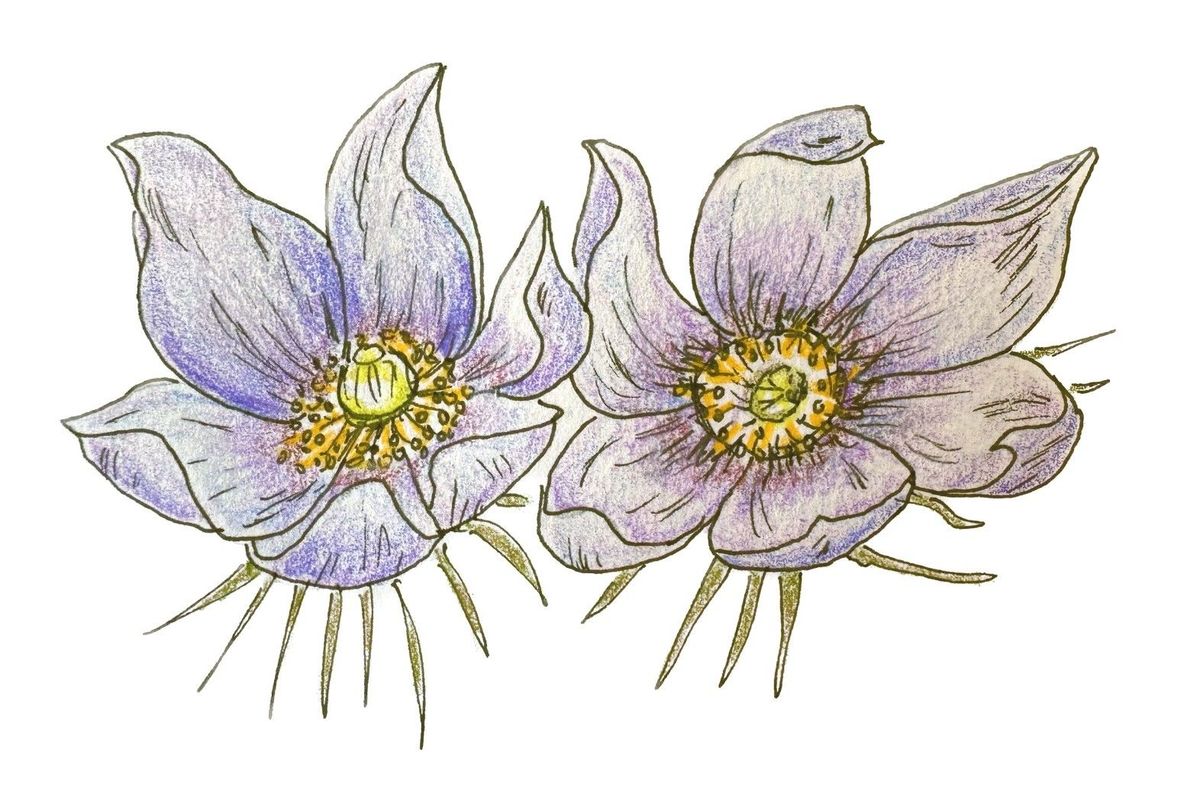 Drawn by Nature: Birds, early flowers signal spring’s arrival