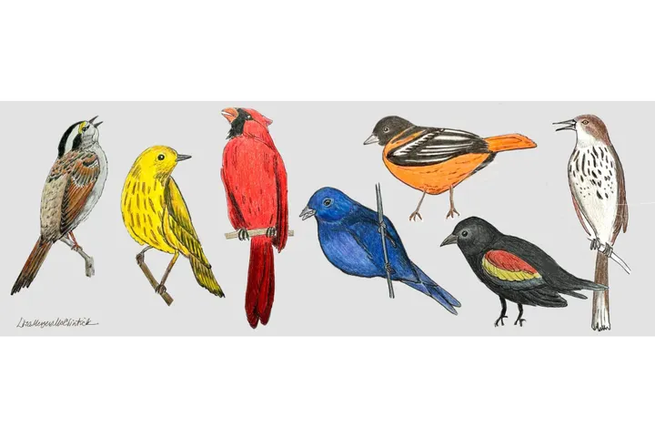 Drawings of several birds, including a cardinal and an Indigo bunting.