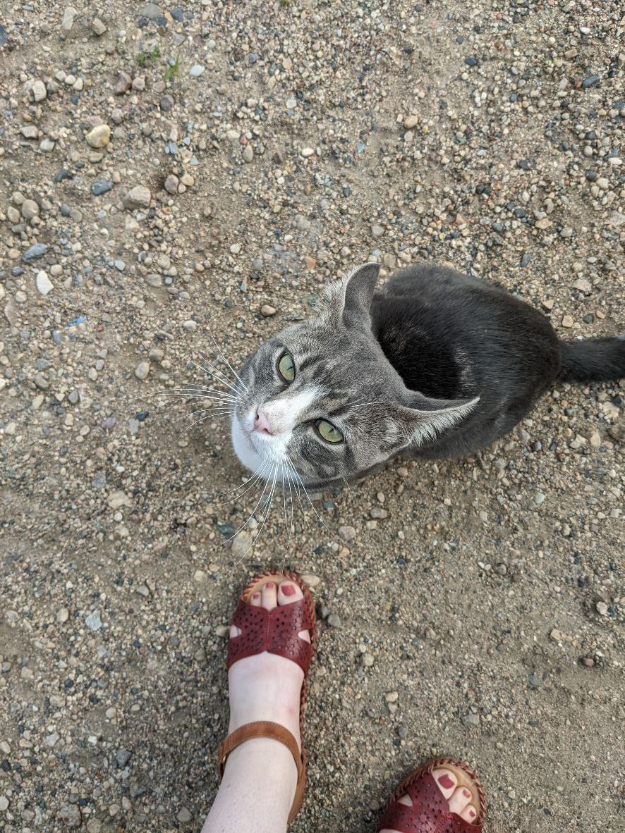 Bonus photo: Here's the friendly cat greeting visitors at Pope/Douglas Solid Waste Management's Hoffman, Minn., site. on Thursday, Aug. 16, 2022. (Nora Hertel for Project Optimist)