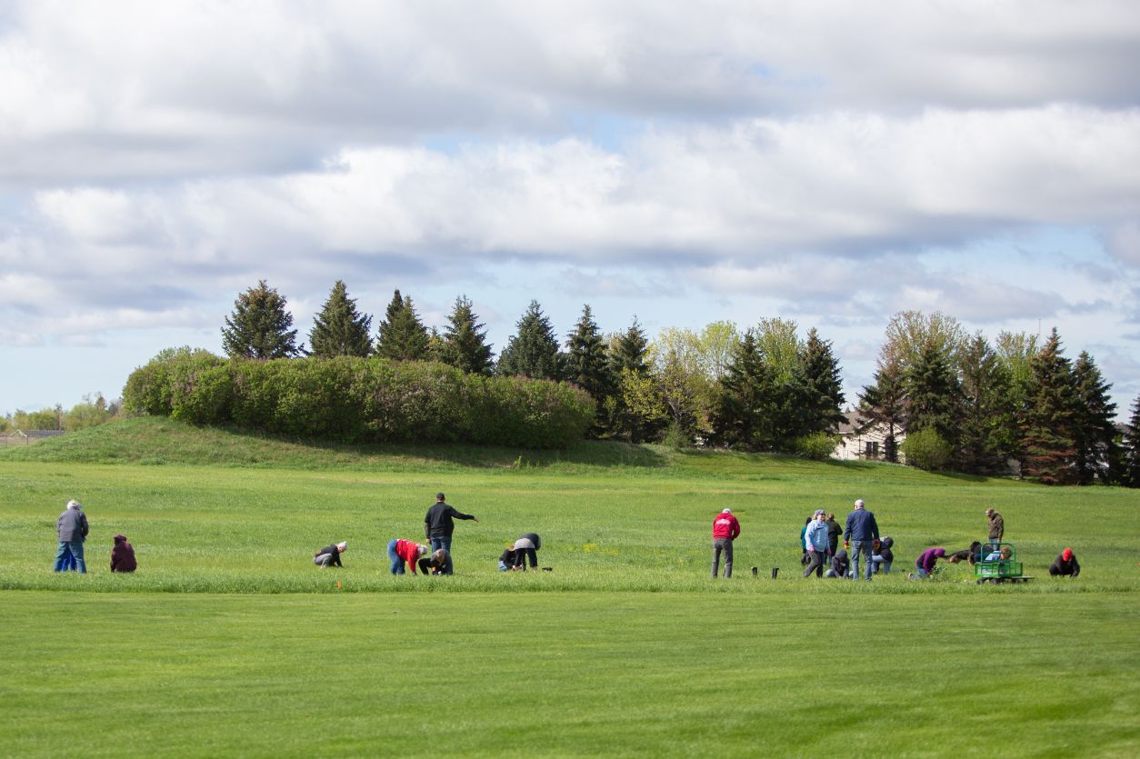 Indigenous groups managed the plains and savannas in central North America for millennia. In the last 200 years, much of the fertile prairie was converted to cropland. Restored and native prairies still benefit from human interventions, according to a 2021 article published in the journal Ecological Solutions and Evidence. Photo: Volunteers plant native species in the restored prairie at Bethlehem Lutheran Church in St. Cloud, Minn. on May 21, 2022.