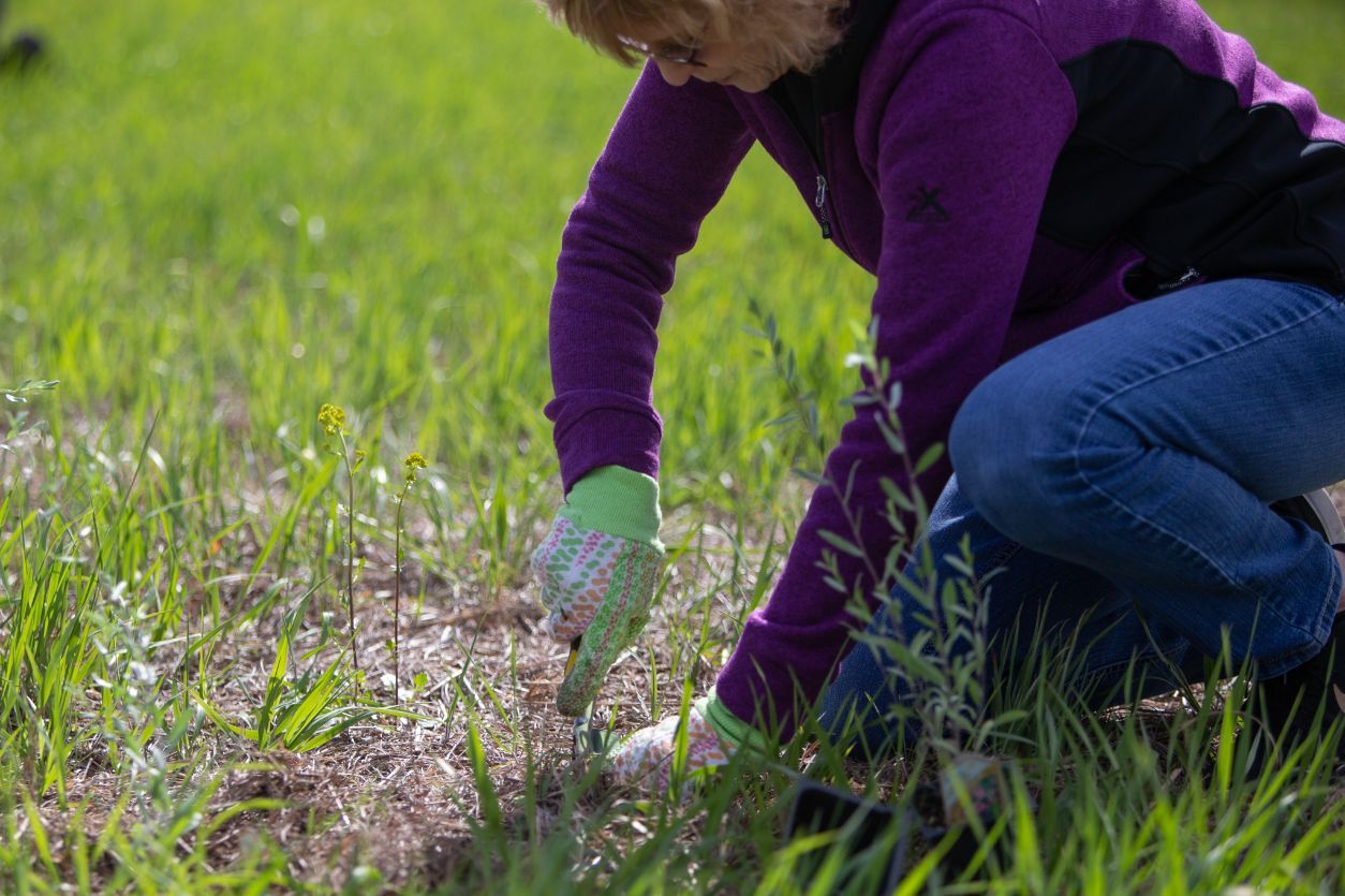Minnesota once had 18 million acres of prairie land. Less than 2% of that remains, according to Ryan Rothstein, wildlife habitat specialist with the Stearns County Soil and Water Conservation District. And less than 1% of the state's savannah remains – an ecosystem with grasslands and sporadic trees.
