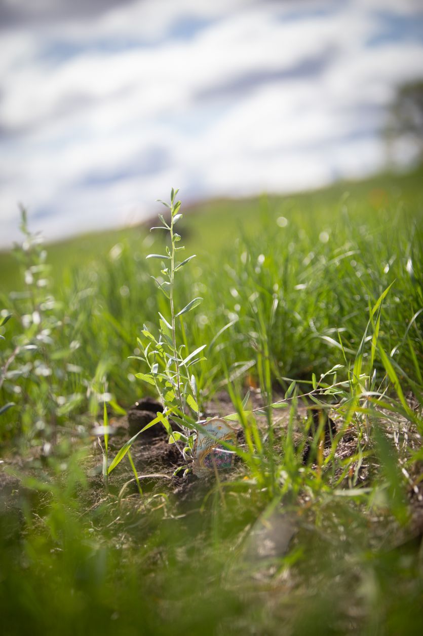 “The environmental issues of the day really concern me,” Gustafson Larson said. “I’m not going to be able to solve the climate crisis. But this is one area where I can do something.” Photo: A newly planted aster catches the sunlight in the prairie at Bethlehem Lutheran Church in St. Cloud, Minn. on May 21, 2022.