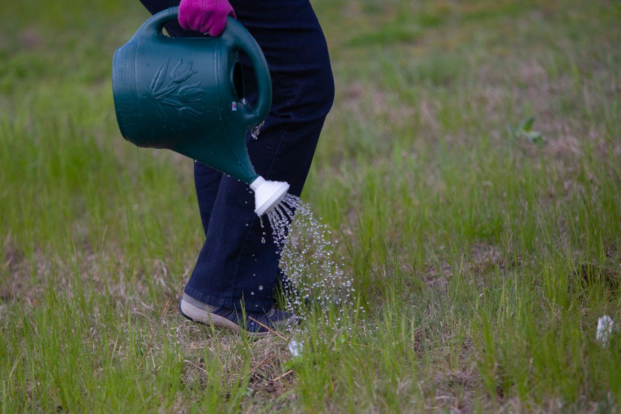 Volunteers returned to the Bethlehem Lutheran Church prairie to water the new plants this summer.