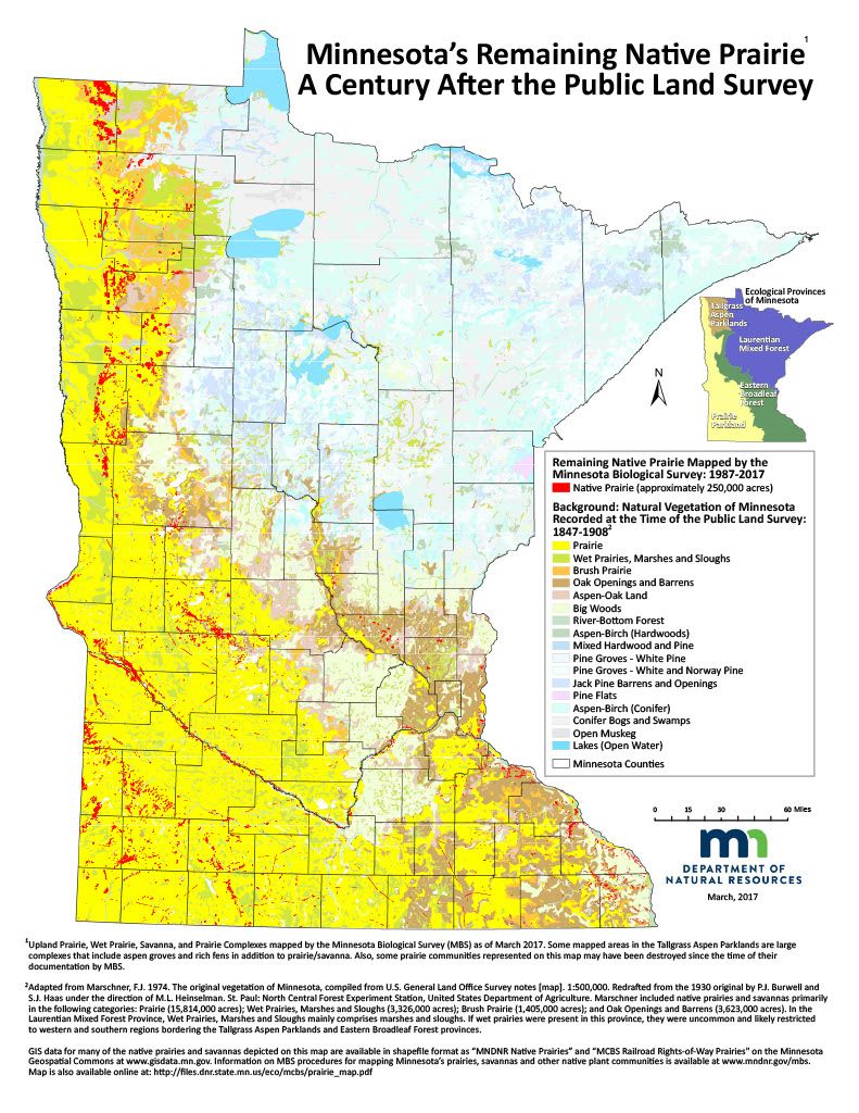 The 2018 Minnesota Prairie Conservation Plan recommends the state acquire more than 100,000 acres of native prairie and nearly 1 million acres of non-native grasslands and wetlands in order to protect them.“We have lost the vast, vast majority of it,” Rothstein said. “Trying to get some of that back is a goal of prairie restoration.” (Map courtesy of the Minnesota DNR)