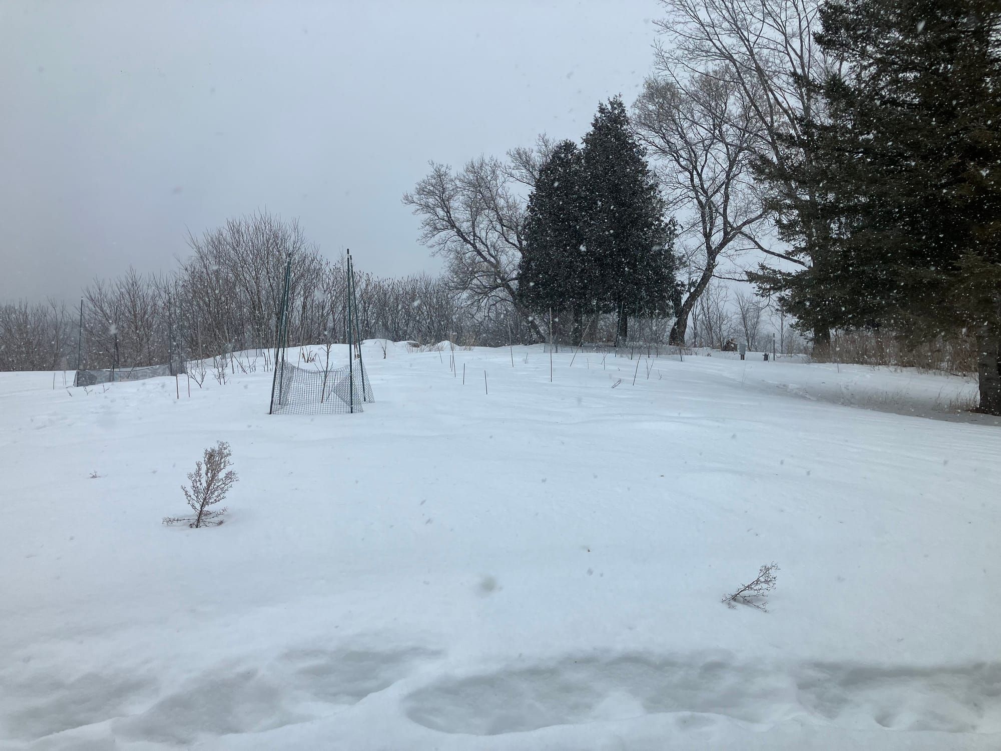 Introducing Silver Maple Farmstead