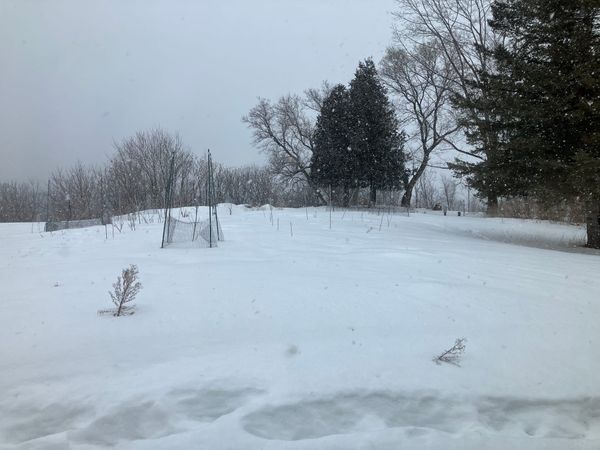 Introducing Silver Maple Farmstead