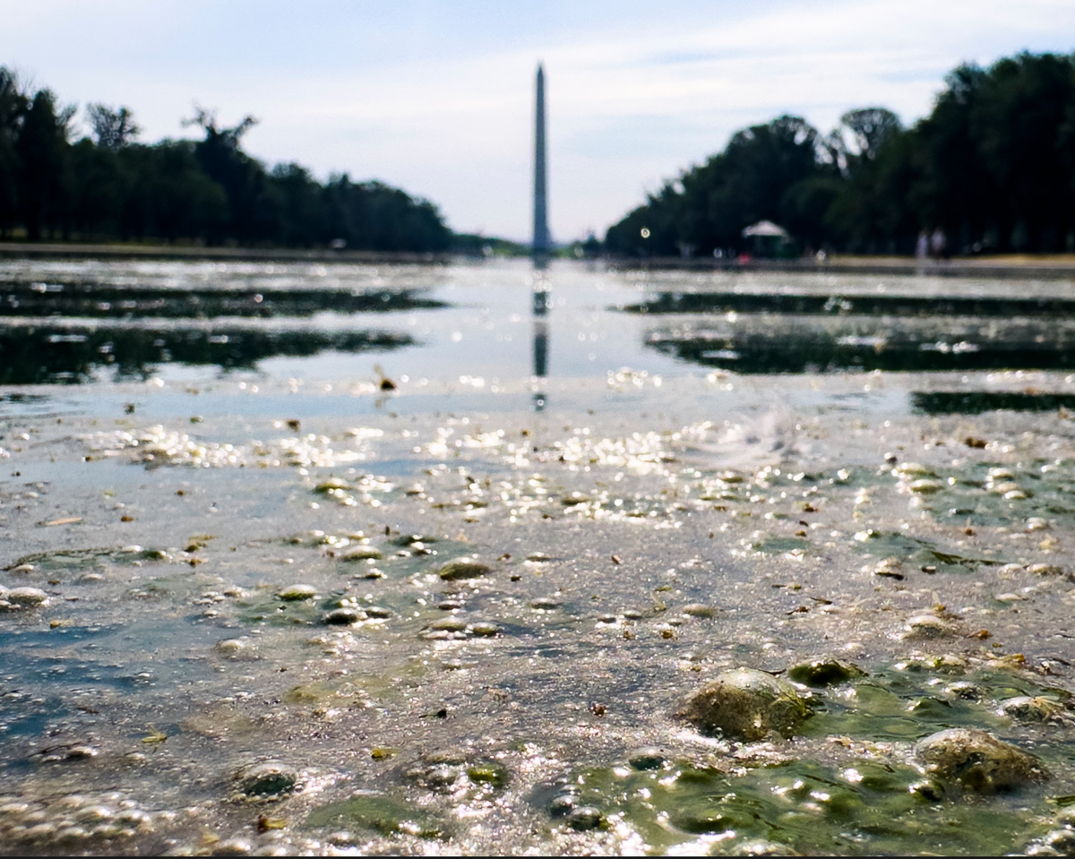Stinking and polluted, the Reflecting Pool reflects America