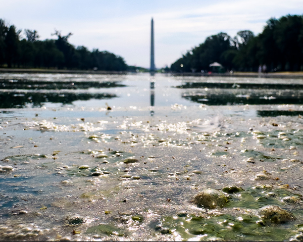 Stinking and polluted, the Reflecting Pool reflects America