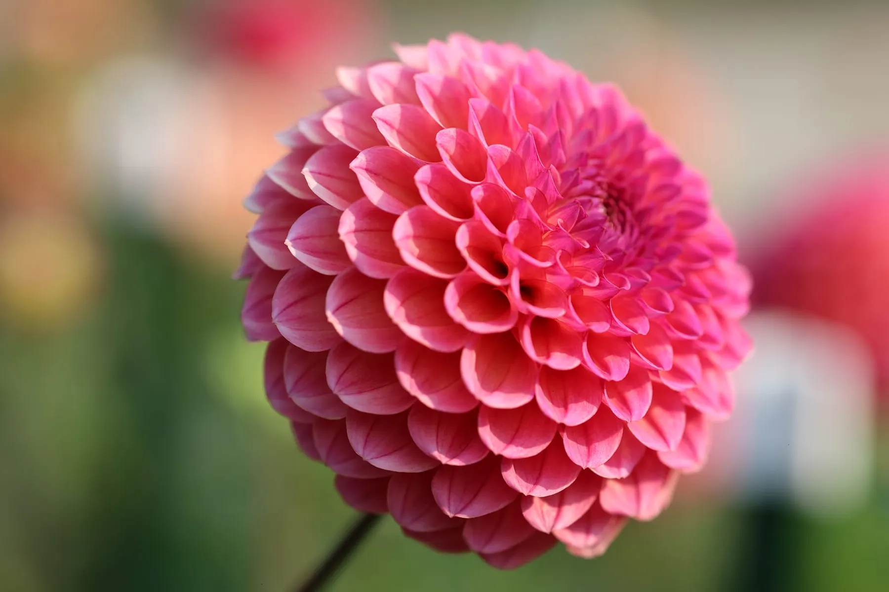 These flowers aren't just blooming