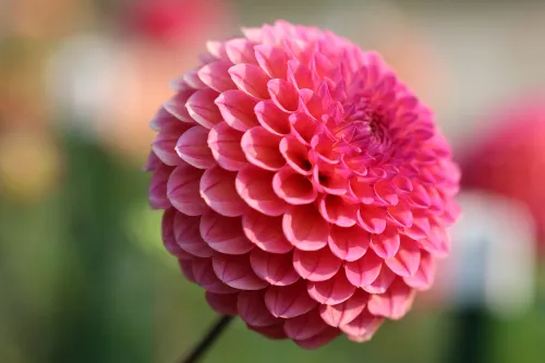 These flowers aren't just blooming