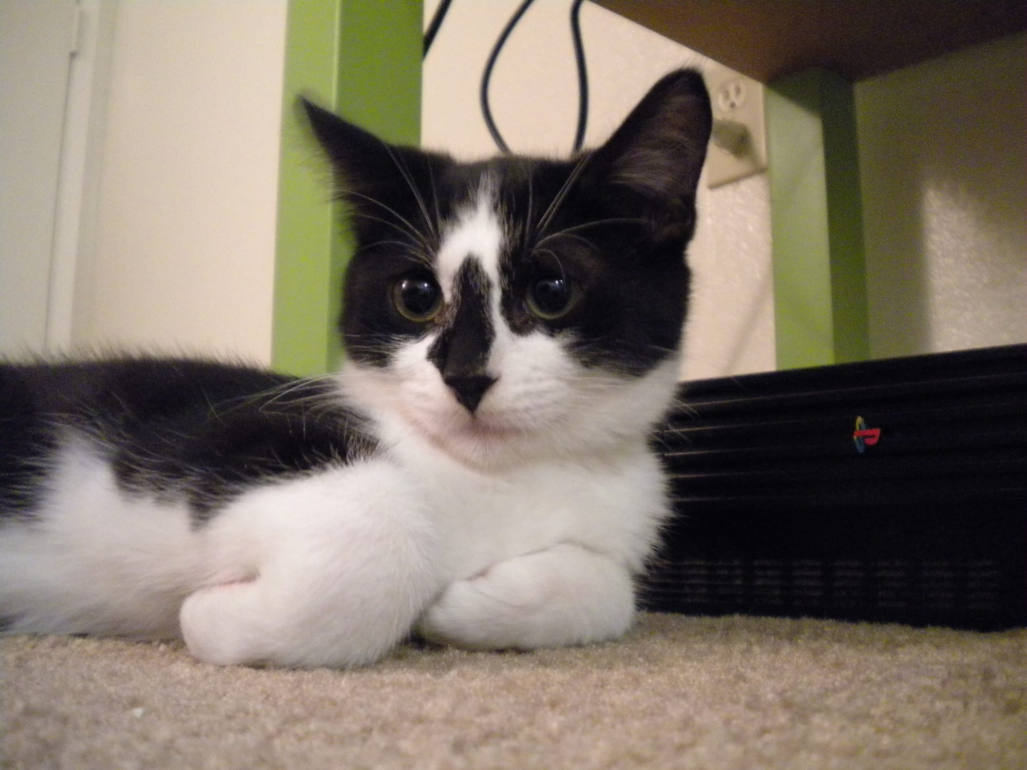 Rooley, a black and white kitten, sits on a carpet next to a Playstation 2.