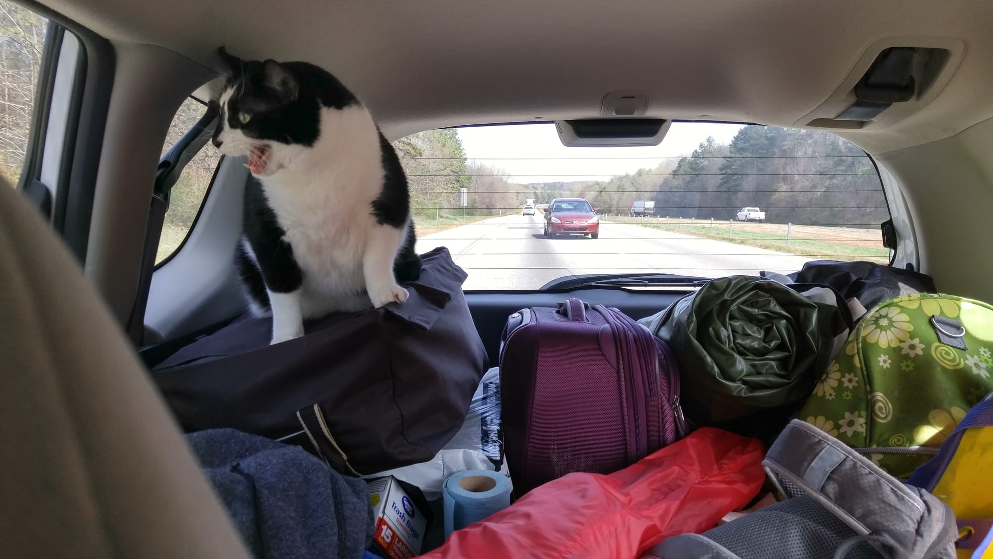 Rooley, a black and white cat, screams at traffic from atop a pile of luggage in my 2007 Honda Fit somewhere on I-20 in Alabama