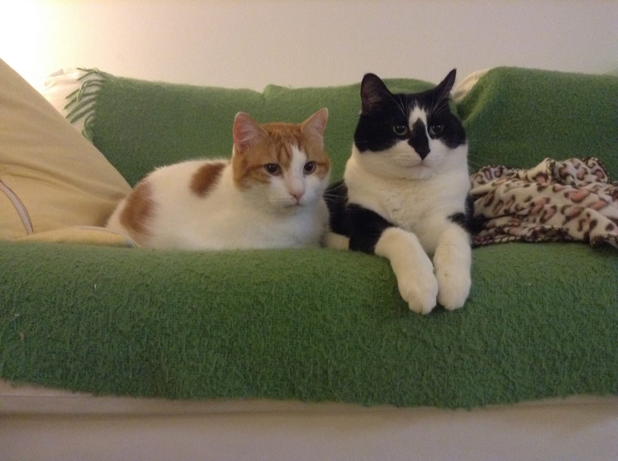 From left, Oscar (orange and white cat) and Rooley (black and white cat) sit on a couch covered in a green blanket.