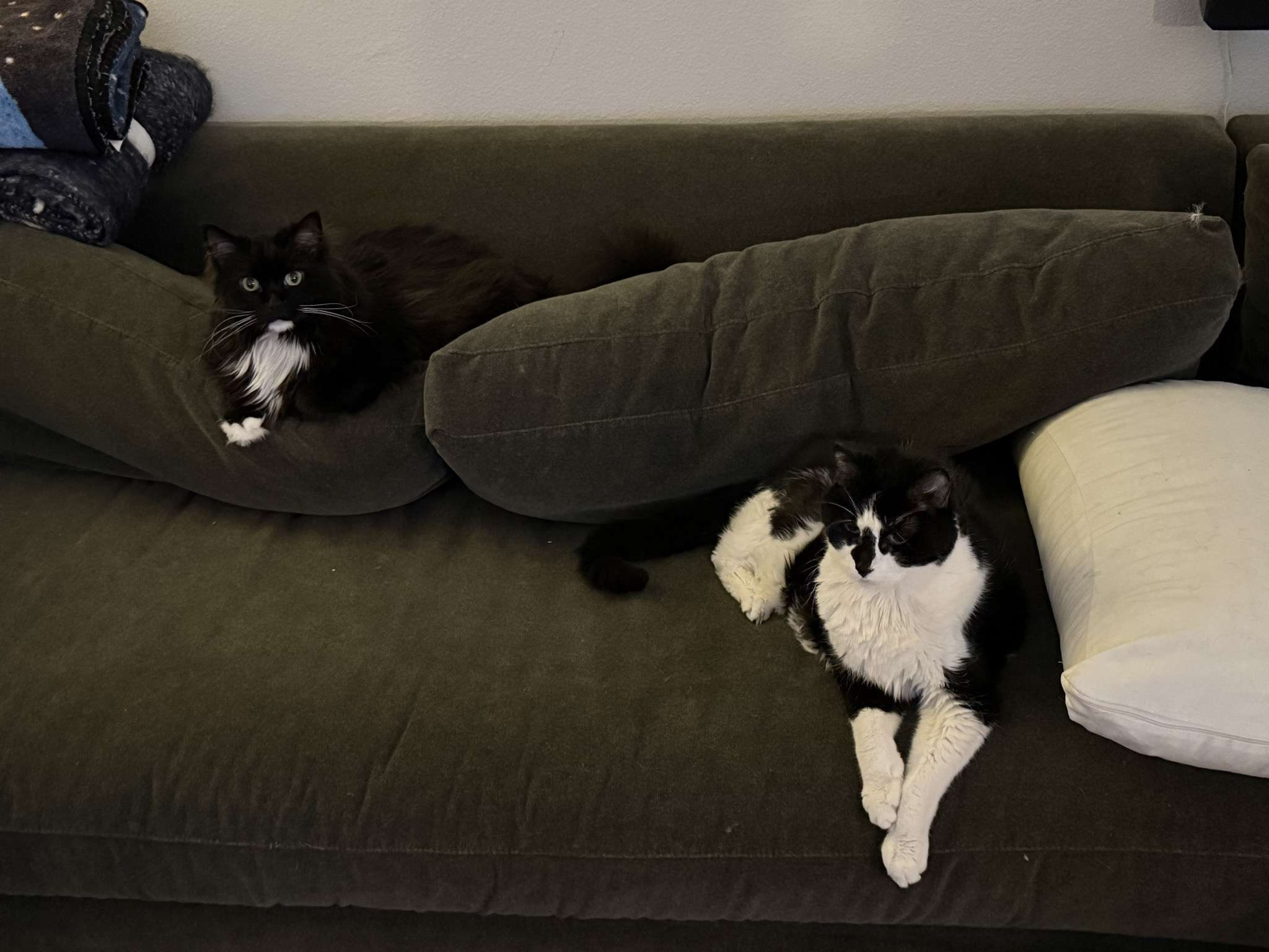 From left, The Penguin, a long-haired tuxedo cat, and Rooley, a black and white cat, share a couch at a respectful distance.