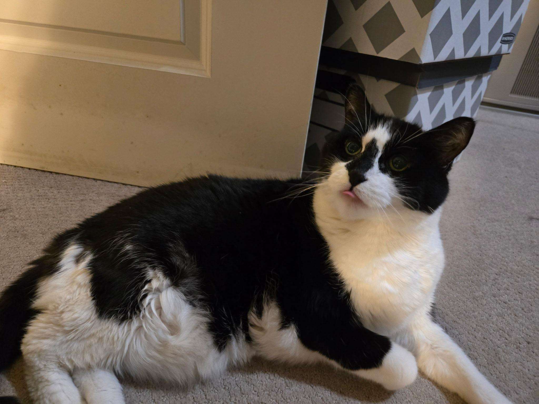 Rooley, a black and white cat, with his tongue out