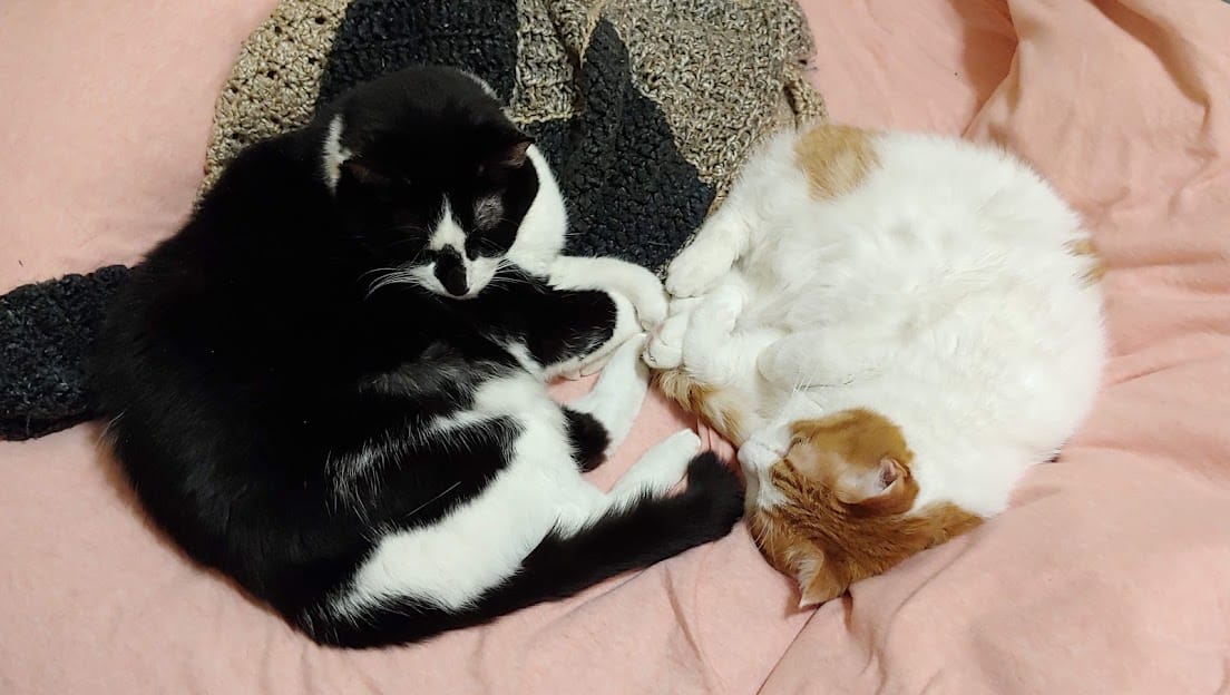 Two cats lay on a pink sheet against a black and cream crocheted blanket. On the left is Rooley, a black and white cow-patterned cat, and on the right is Oscar, a mostly white cat with an orange cap and tail and some orange spots on his back.
