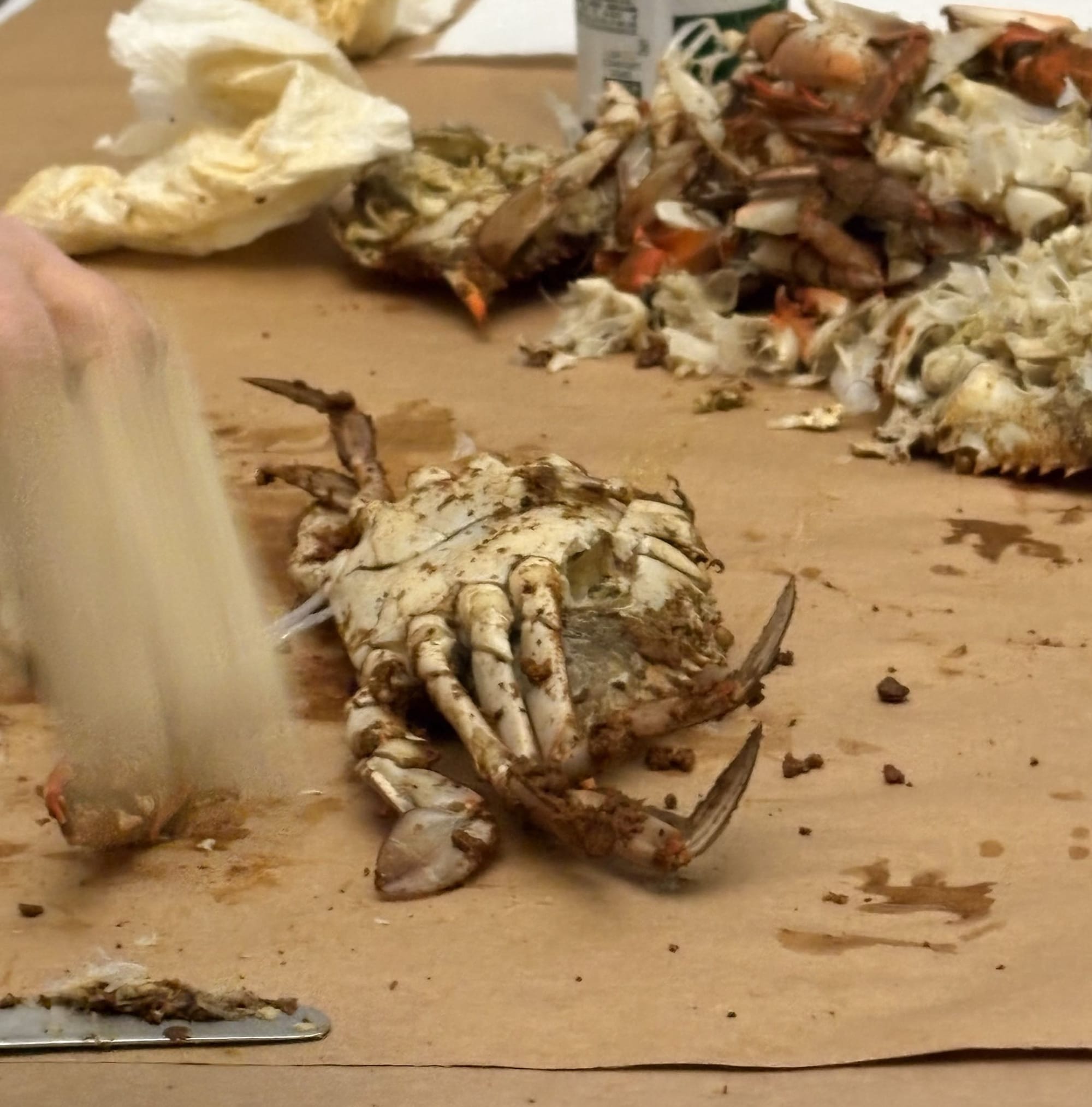 A brown paper-covered table piled high with steamed blue crab detritus. In the middle, a crab on its back in the process of being picked. At the left, the blurry form is a wooden mallet I'm using to crack open a claw.