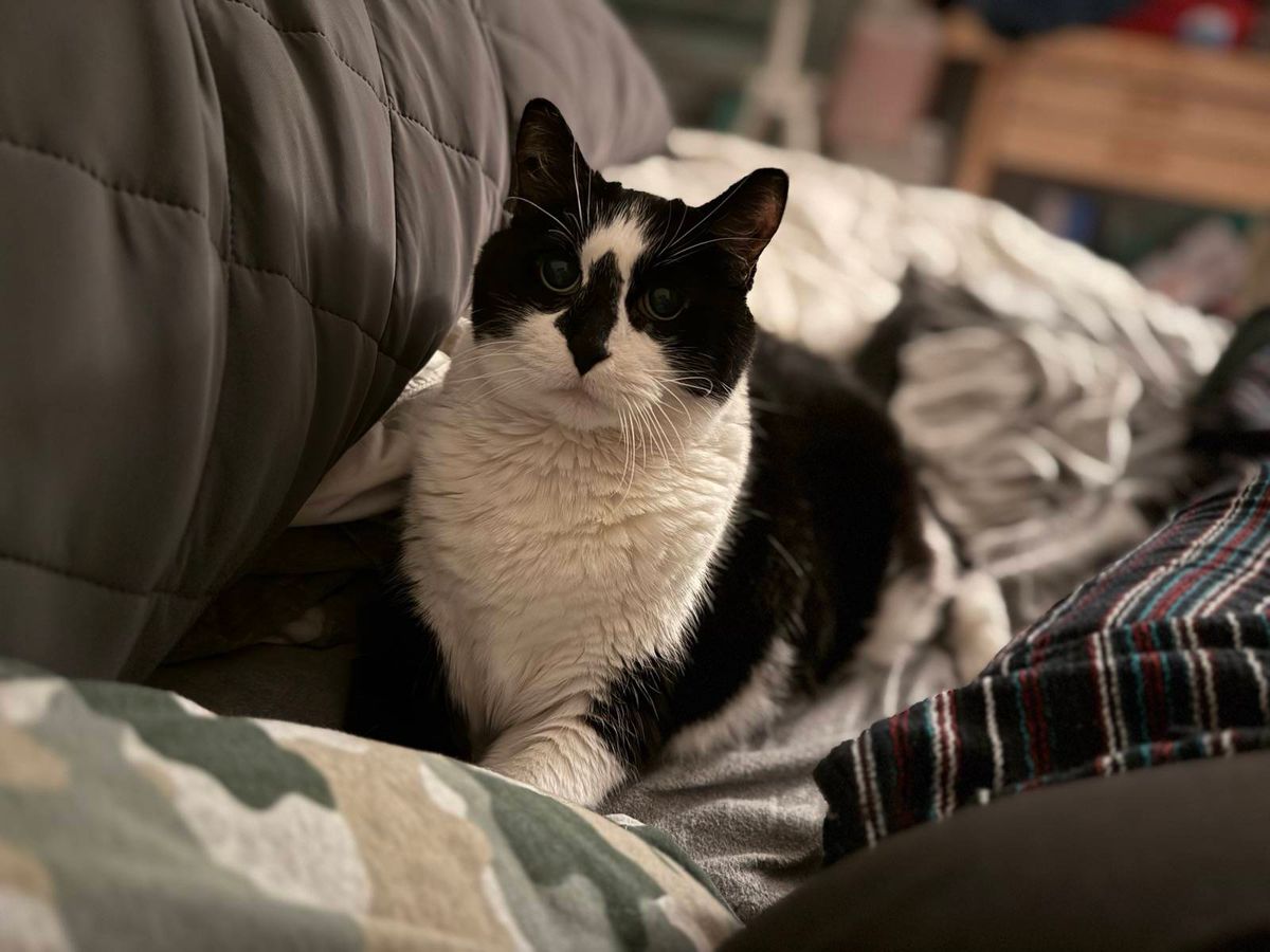 Rooley, a black and white cat with a black nose triangle, lays down among bedding.