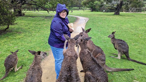 Feeding soggy kangaroos as Urimbirra Wildlife Park outside of Victor Harbor, South Australia, in 2022.