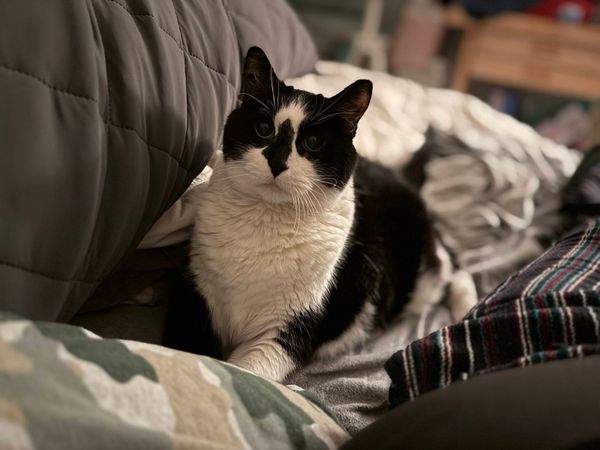 Rooley, a black and white cat with a black nose triangle, lays down among bedding.