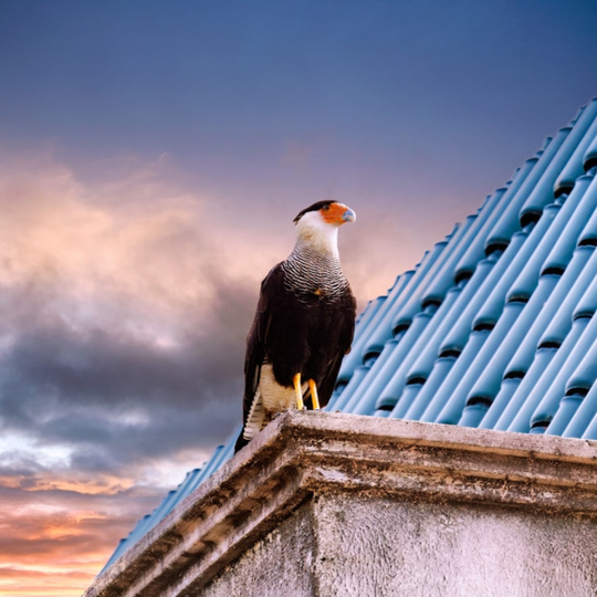 Libérez votre esprit : Comment se débarrasser des croyances limitantes pour un bien-être spirituel