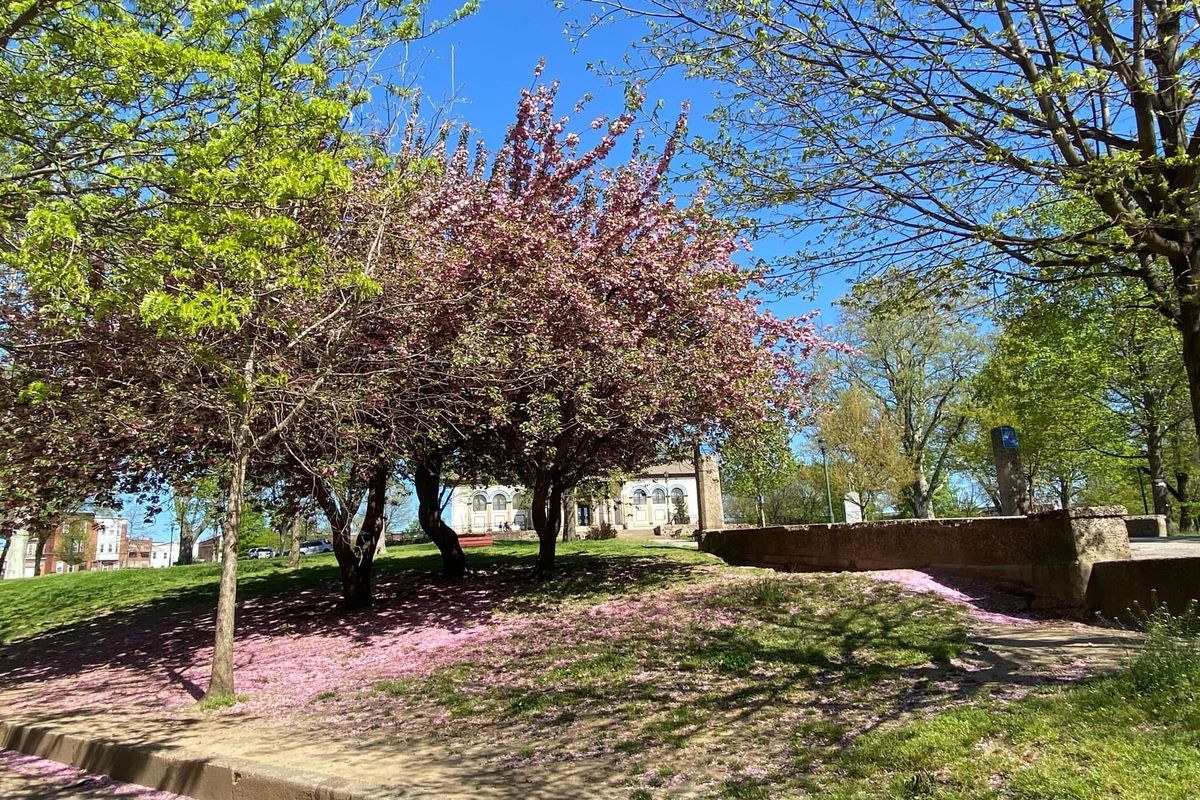 Kensington news: Election Day, Earth Day composting, PPD community listening session, and NKCDC native plant sale