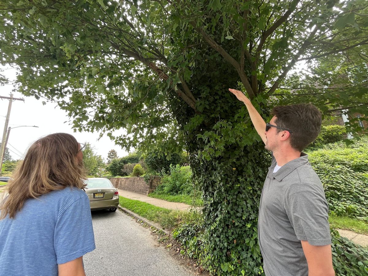 Pruning for paving? Or trees in trouble?