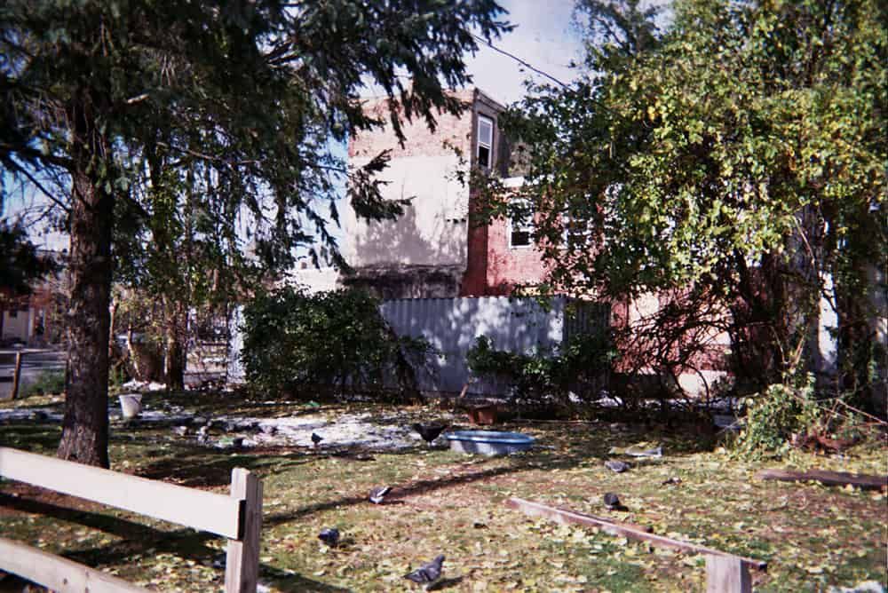 I see chickens running around my neighborhood