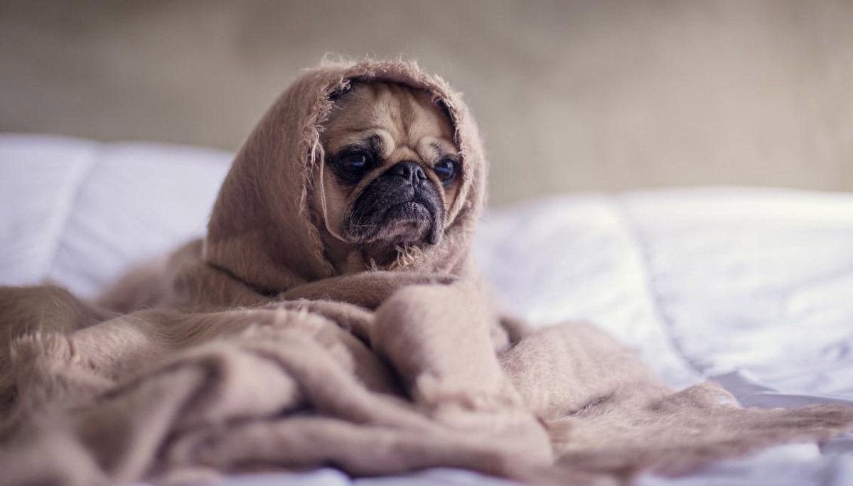 Consejos para manejar las mascotas durante COVID-19