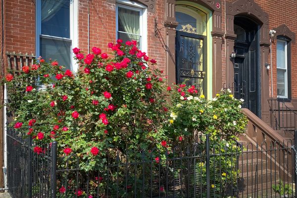 Kensington news: Encampment sweep aftermath, Philly Goat Project coming to McPherson, and traffic safety on Kensington and Lehigh avenues