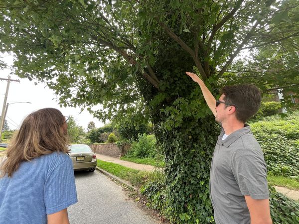 Pruning for paving? Or trees in trouble?