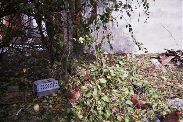 Veo gallinas corriendo por mi barrio