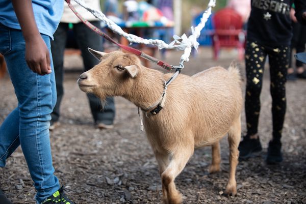 A Kensington bookstore and local nonprofit brought a goat-filled play to Sunflower Philly