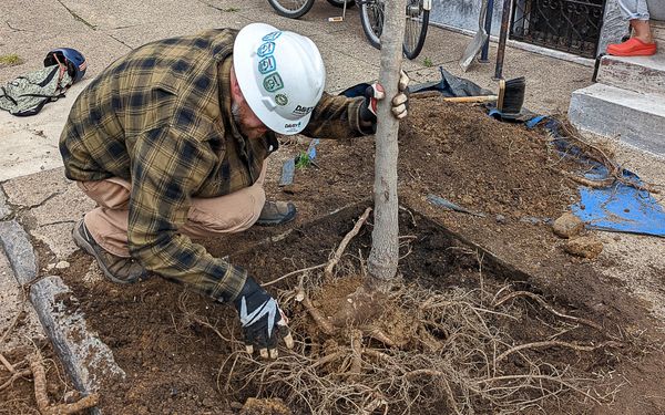 Trees are a vital part of our environment. Here's how to support tree efforts.