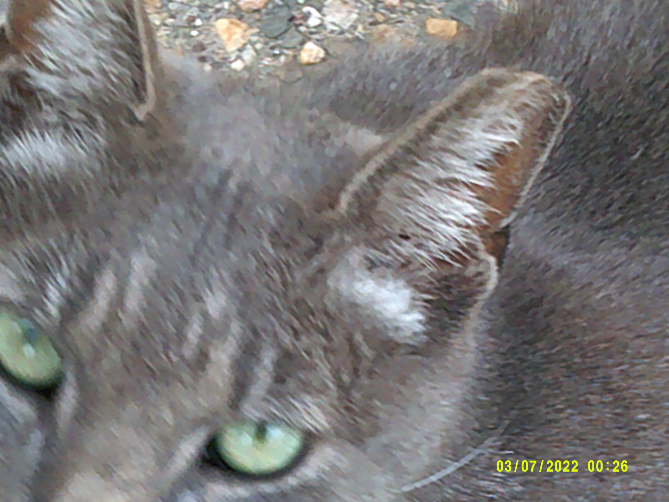 Luis, estudiante de Elkin, toma una fotografía de su gato para su proyecto Photovoice.